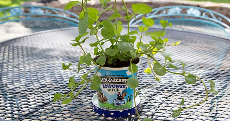3280-blog-mint-plant-2.jpg
